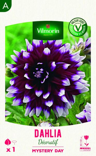 Bulbes à fleurs à planter au printemps - Dahlia Décoratif Mystery Day (x1) - face recto